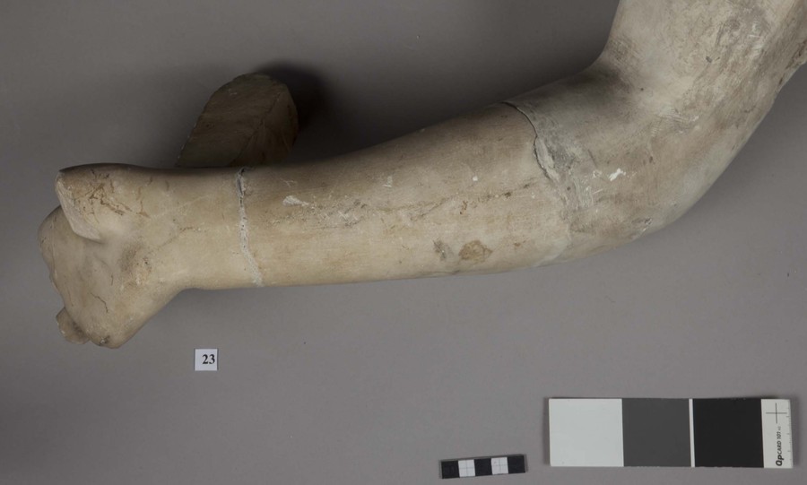 In481_f_backside_arm_no23
